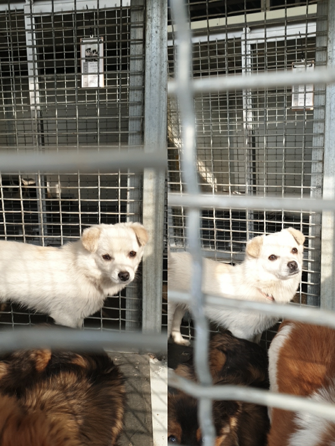 남양동물보호센터_441553202300541